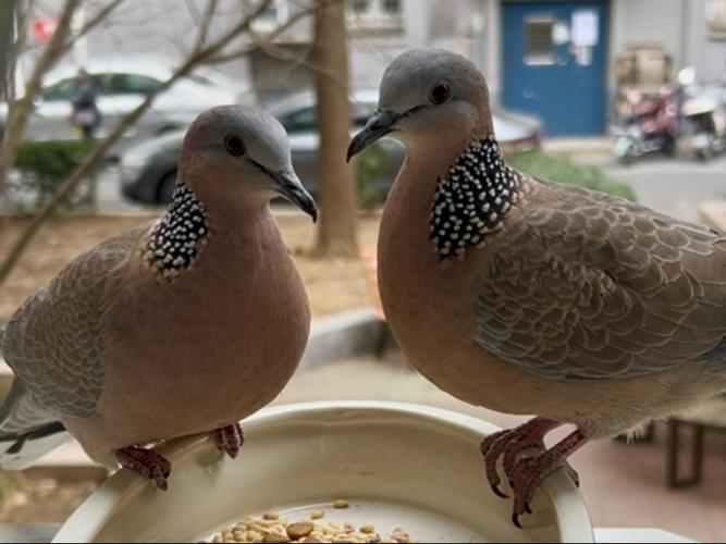 母斑鸠为何要装公斑鸠？-第1张图片-宁夏农业信息网