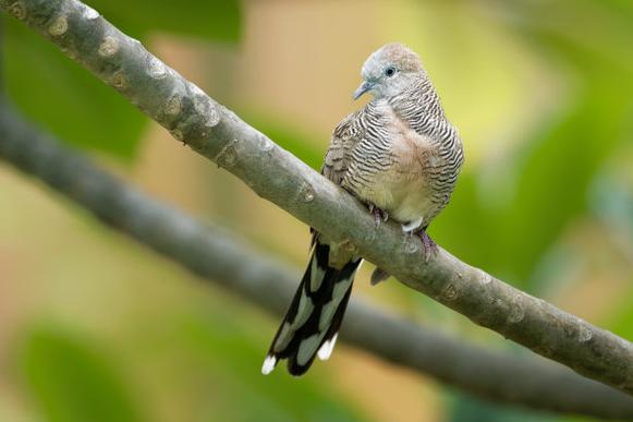 母斑鸠为何要装公斑鸠？-第2张图片-宁夏农业信息网