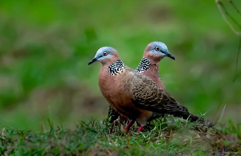 母斑鸠为何要装公斑鸠？-第3张图片-宁夏农业信息网