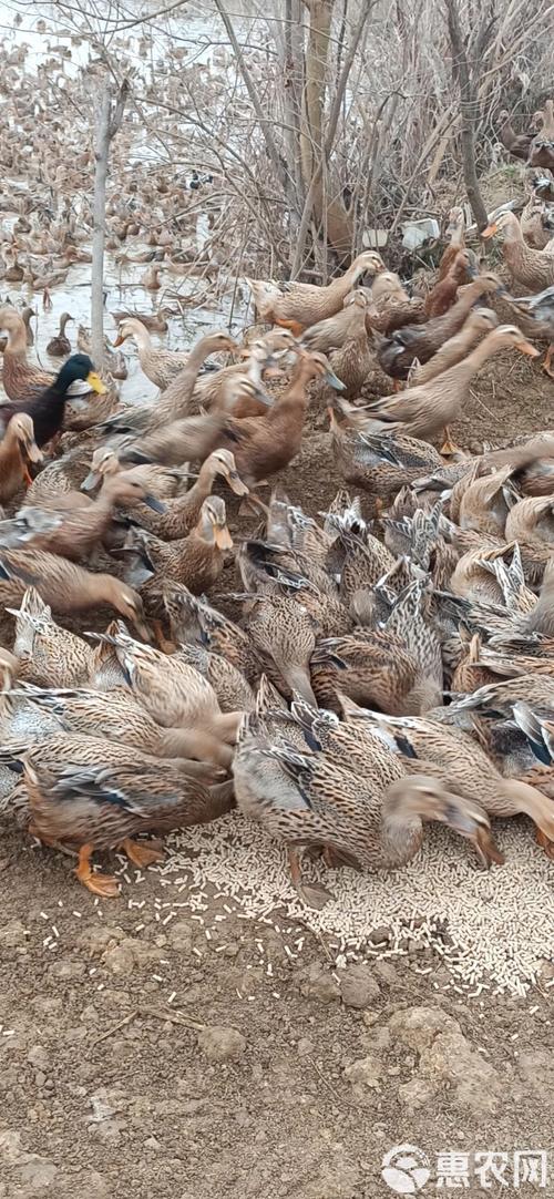 什么品种蛋鸭适合旱养？-第2张图片-宁夏农业信息网