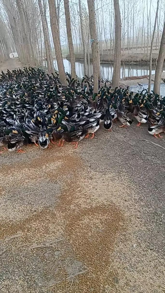 什么品种蛋鸭适合旱养？-第1张图片-宁夏农业信息网