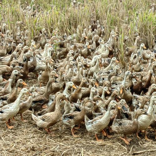 什么品种蛋鸭适合旱养？-第3张图片-宁夏农业信息网