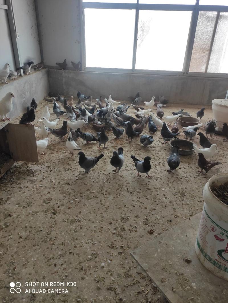 单县有养殖品种鸽的吗？-第1张图片-宁夏农业信息网