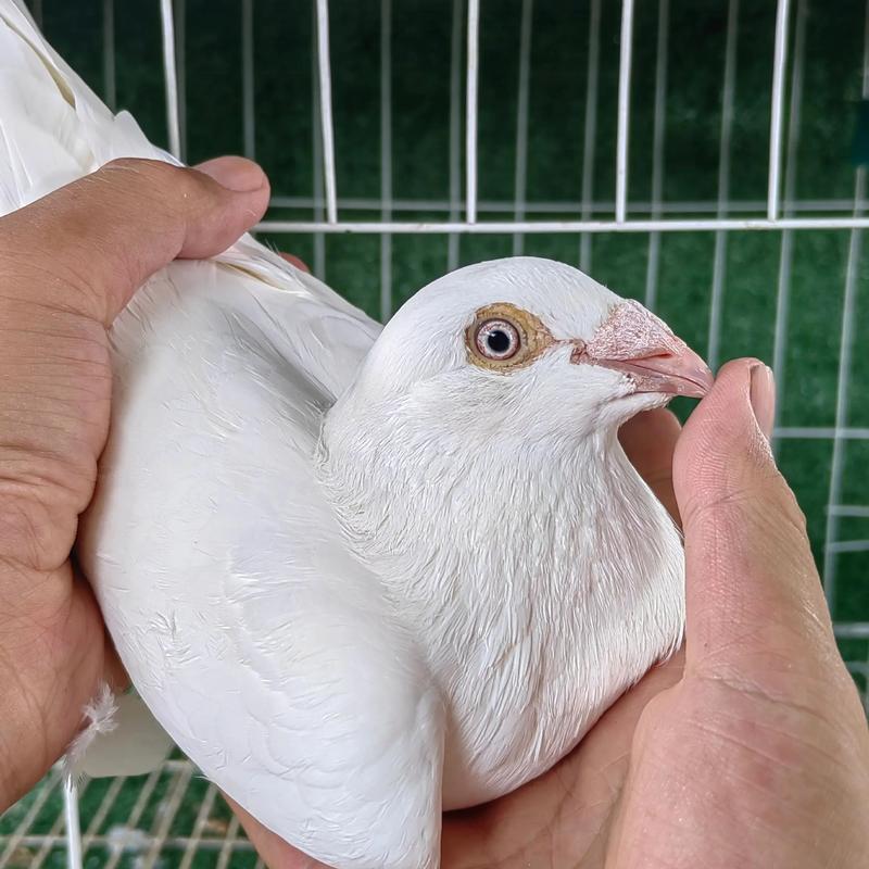 单县有养殖品种鸽的吗？-第2张图片-宁夏农业信息网