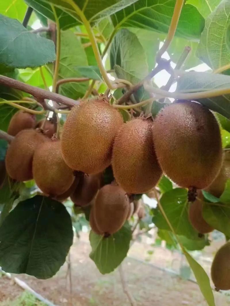 哪些猕猴桃品种最具市场前景？-第1张图片-宁夏农业信息网