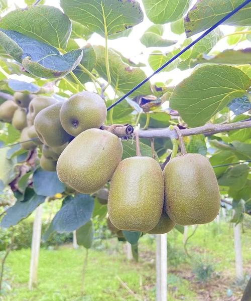 哪些猕猴桃品种最具市场前景？-第2张图片-宁夏农业信息网