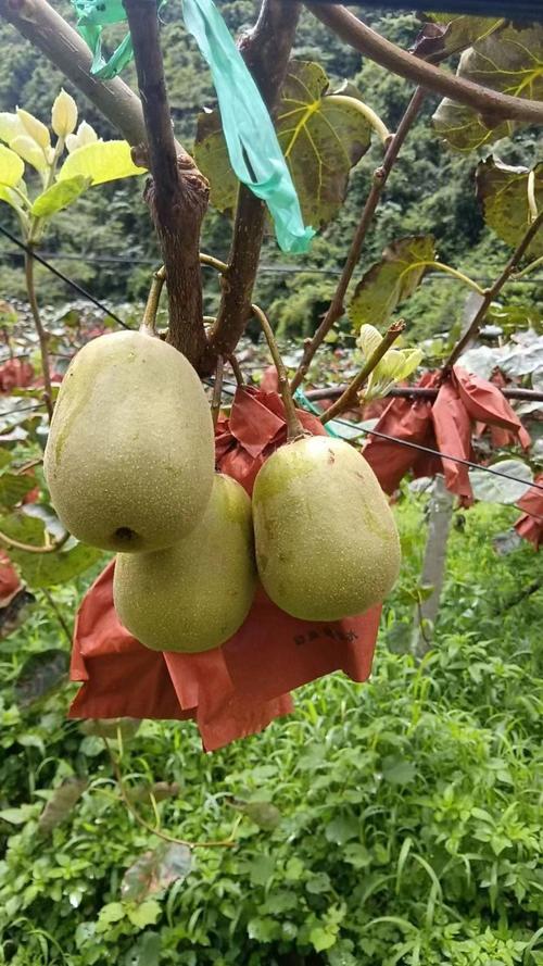 哪些猕猴桃品种最具市场前景？-第3张图片-宁夏农业信息网