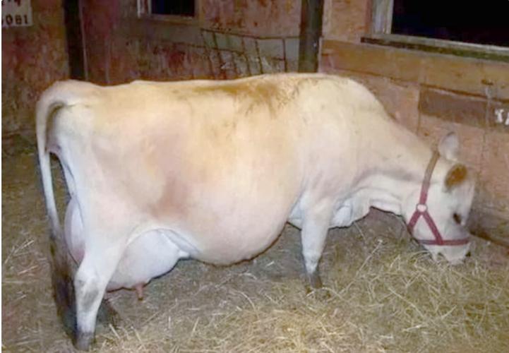 世界上最好的奶牛品种是哪个？-第1张图片-宁夏农业信息网