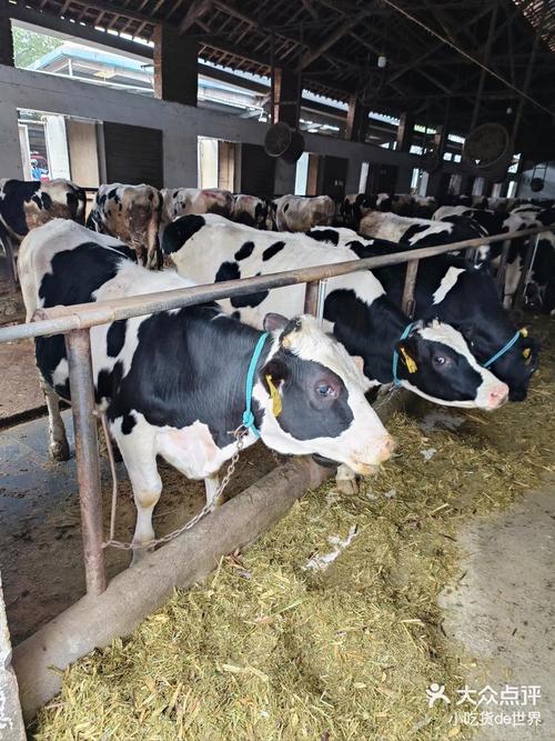 世界上最好的奶牛品种是哪个？-第3张图片-宁夏农业信息网