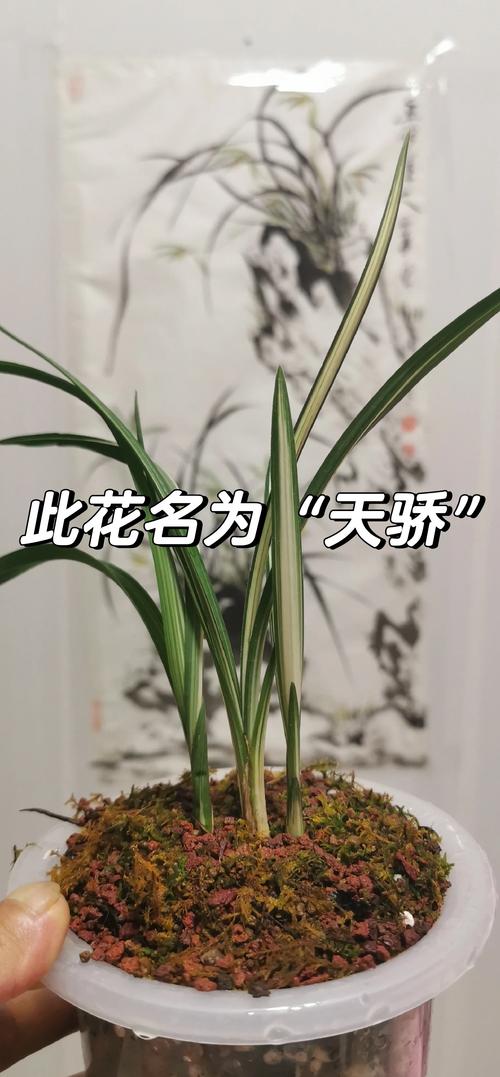 兰花草最贵品种是哪个？-第1张图片-宁夏农业信息网