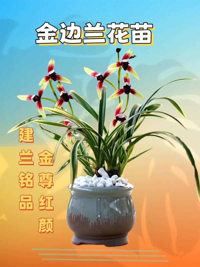 兰花草最贵品种是哪个？-第2张图片-宁夏农业信息网