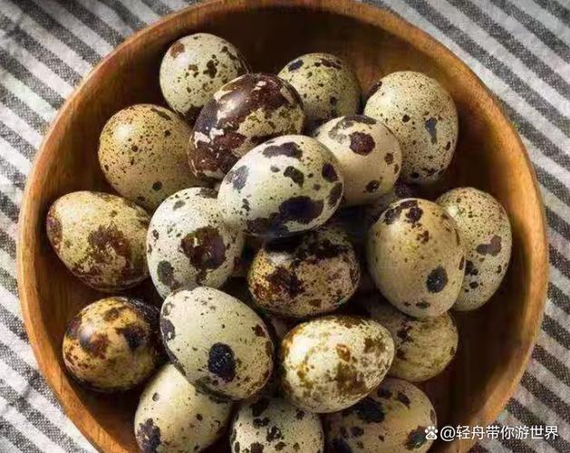 哪种鹌鹑产蛋量最高？-第2张图片-宁夏农业信息网