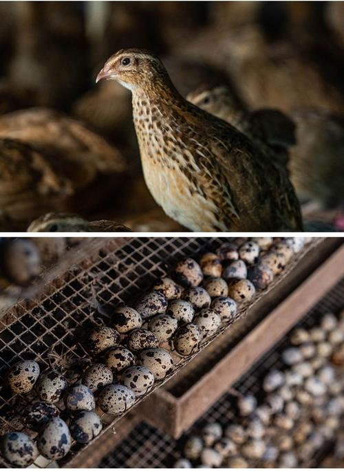 哪种鹌鹑产蛋量最高？-第1张图片-宁夏农业信息网
