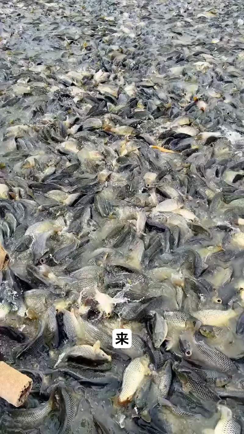 水产肥水产品有哪些常规种类？-第1张图片-宁夏农业信息网