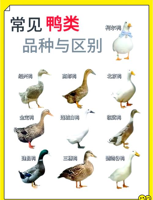 哪种鸭子抗病率最强？-第1张图片-宁夏农业信息网