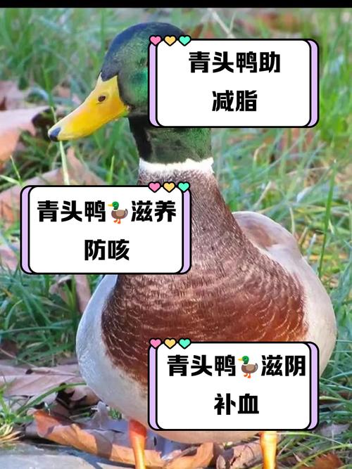 哪种鸭子抗病率最强？-第3张图片-宁夏农业信息网