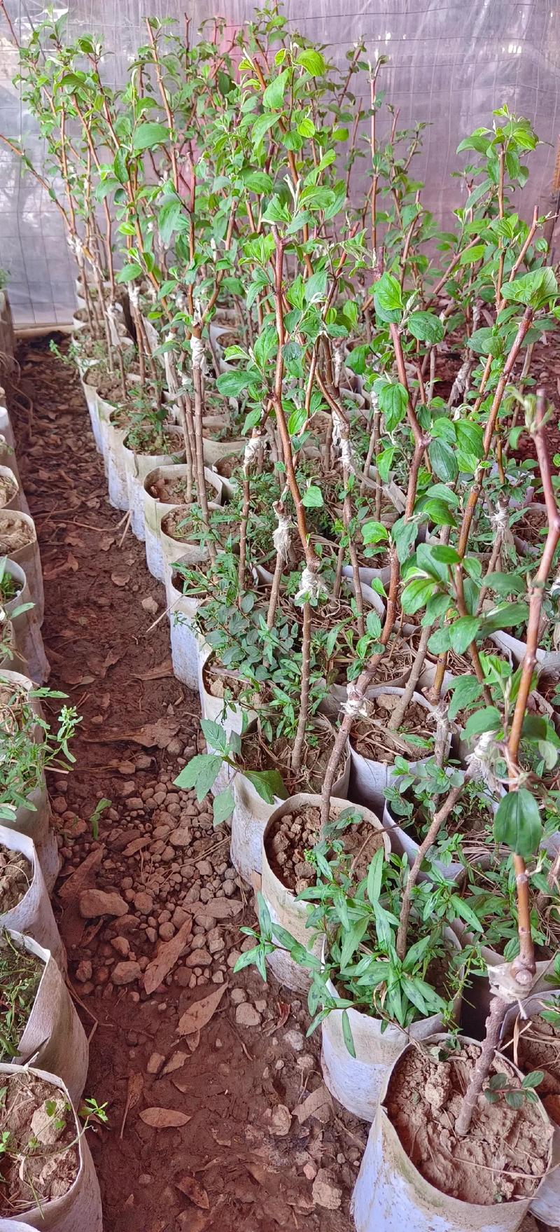 枣树嫁接后如何管理？-第1张图片-宁夏农业信息网