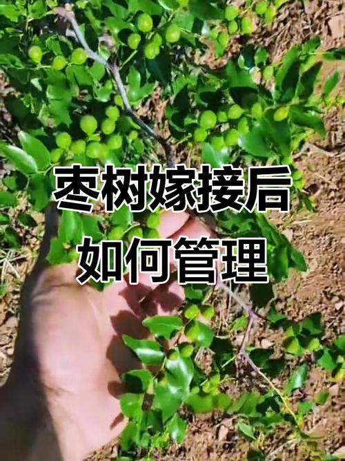 枣树嫁接后如何管理？-第2张图片-宁夏农业信息网