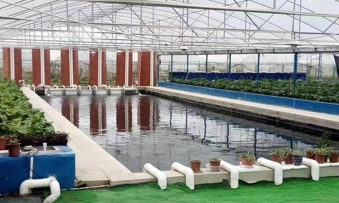 淡水养殖新品种新技术有哪些突破？-第1张图片-宁夏农业信息网