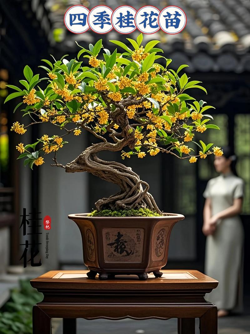 庭院种什么品种桂花树-第1张图片-宁夏农业信息网