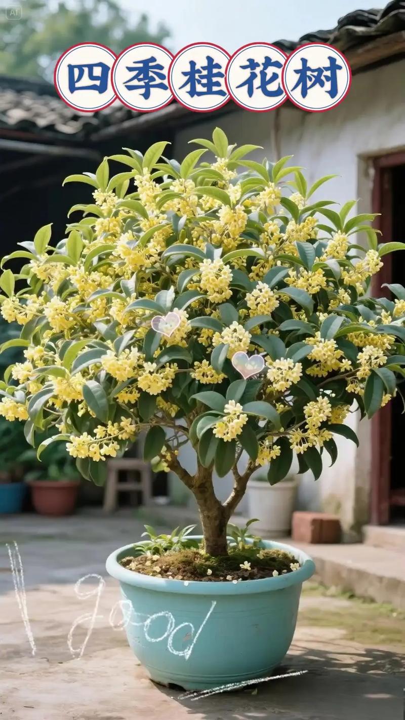 庭院种什么品种桂花树-第2张图片-宁夏农业信息网