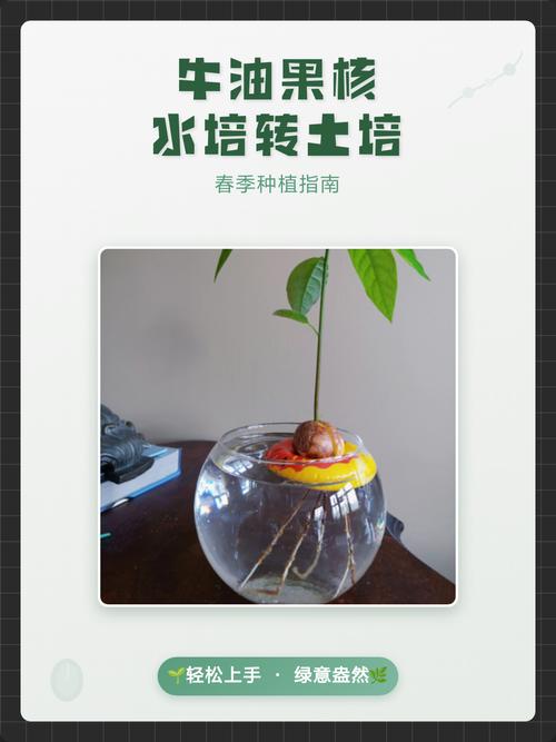 土培转水培最佳方法是什么？-第1张图片-宁夏农业信息网