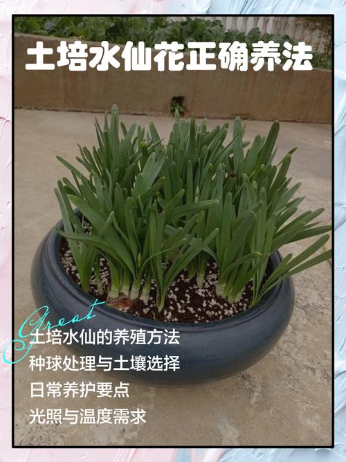 土培转水培最佳方法是什么？-第2张图片-宁夏农业信息网