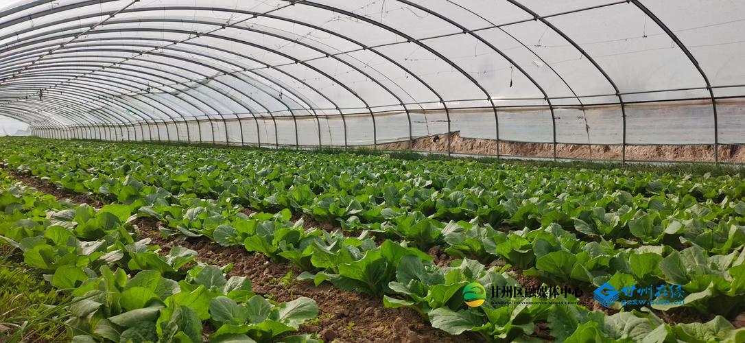农村大棚菜的种植方法-第1张图片-宁夏农业信息网