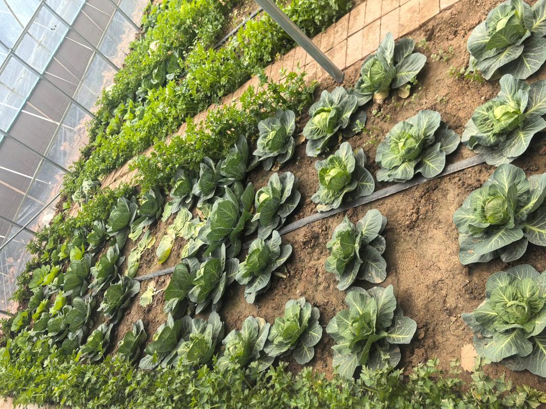 农村大棚菜的种植方法-第2张图片-宁夏农业信息网