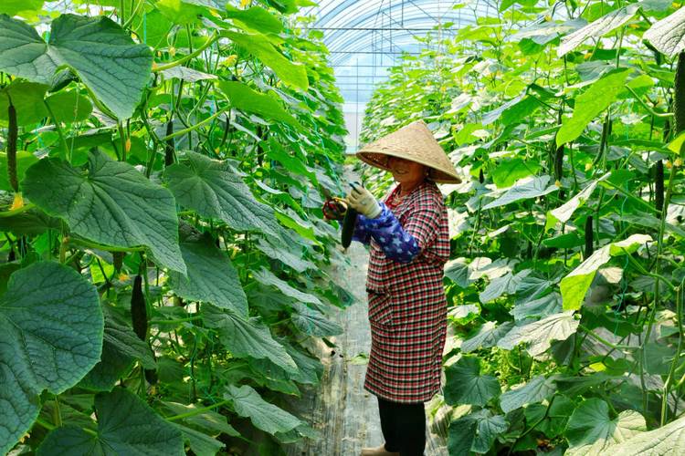 农村大棚菜的种植方法-第3张图片-宁夏农业信息网