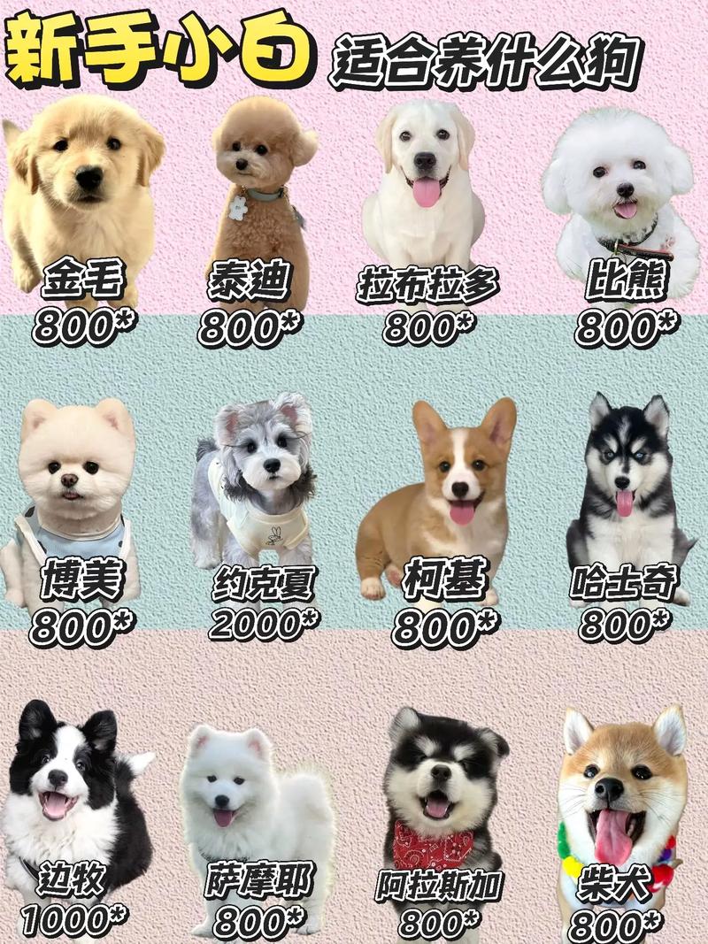 什么狗品种最赚钱？-第3张图片-宁夏农业信息网