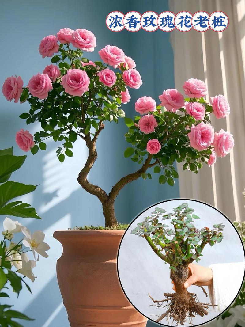 玫瑰老桩养护有哪些关键技巧？-第1张图片-宁夏农业信息网