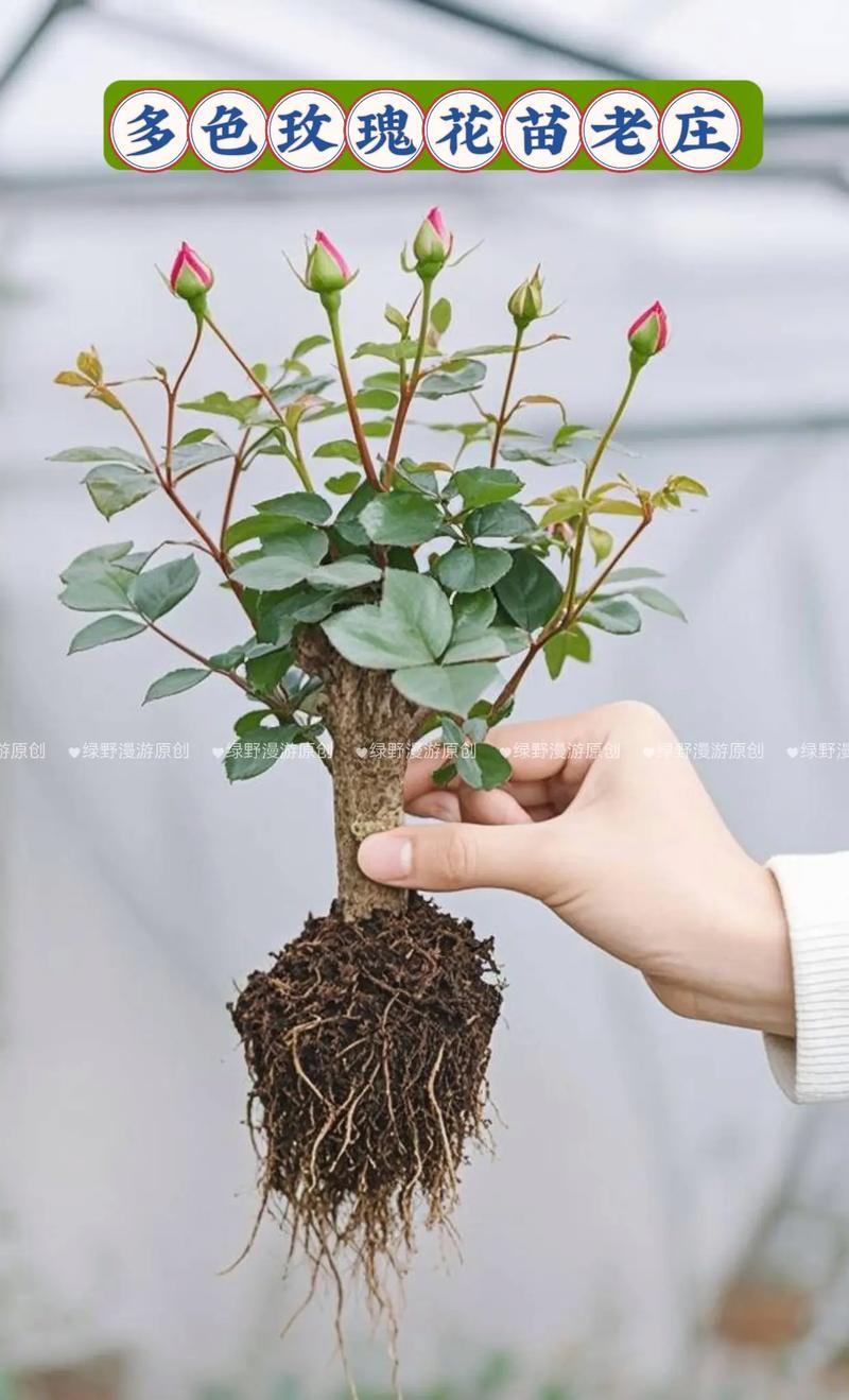 玫瑰老桩养护有哪些关键技巧？-第2张图片-宁夏农业信息网