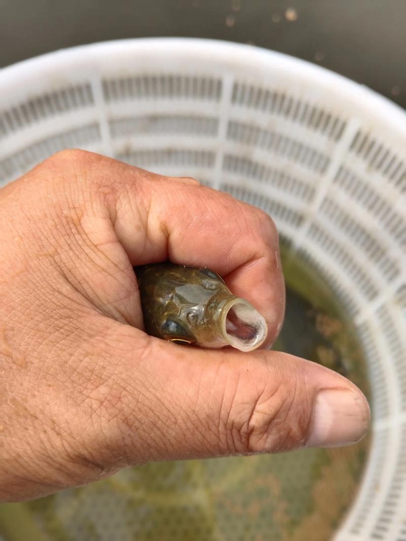 水产苗种属于水产品吗-第2张图片-宁夏农业信息网