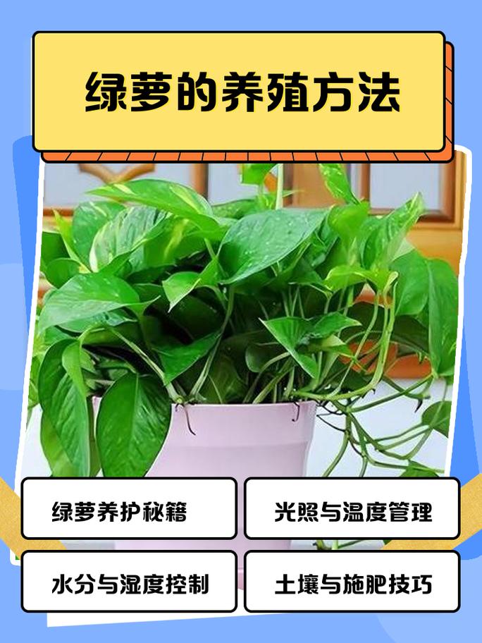 土培绿萝怎么养才茂盛？-第1张图片-宁夏农业信息网