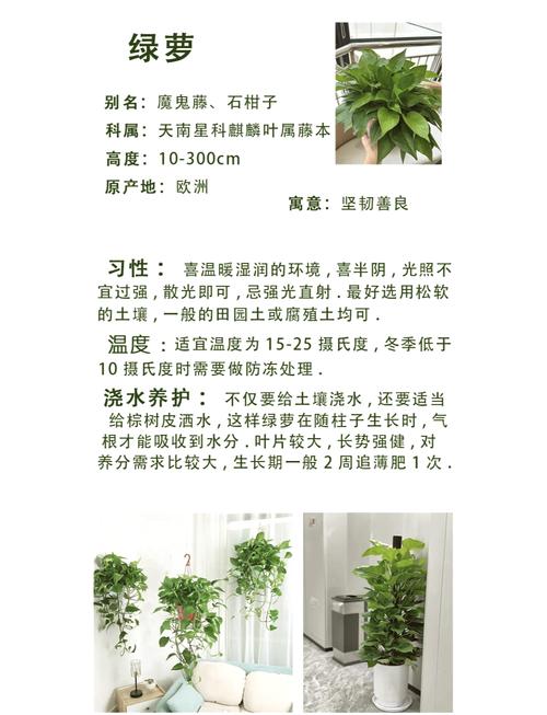 土培绿萝怎么养才茂盛？-第3张图片-宁夏农业信息网