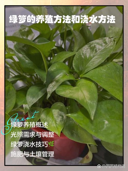 土培绿萝怎么养才茂盛？-第2张图片-宁夏农业信息网