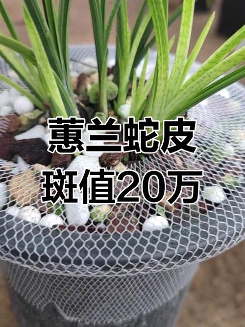 惠兰品种价格图片有哪些？-第3张图片-宁夏农业信息网