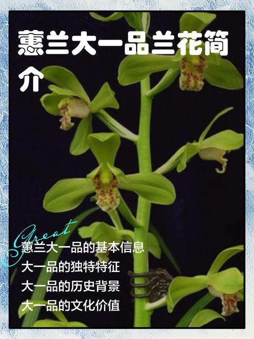 惠兰品种价格图片有哪些？-第2张图片-宁夏农业信息网