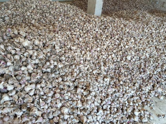 独头蒜怎么种才能高产？-第2张图片-宁夏农业信息网