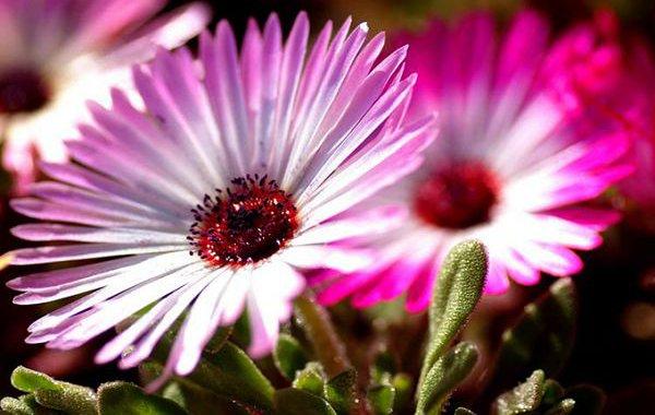 松叶菊新品种培育有何关键技巧？-第1张图片-宁夏农业信息网