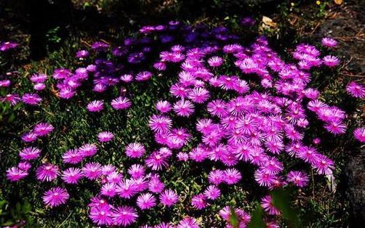 松叶菊新品种培育有何关键技巧？-第3张图片-宁夏农业信息网