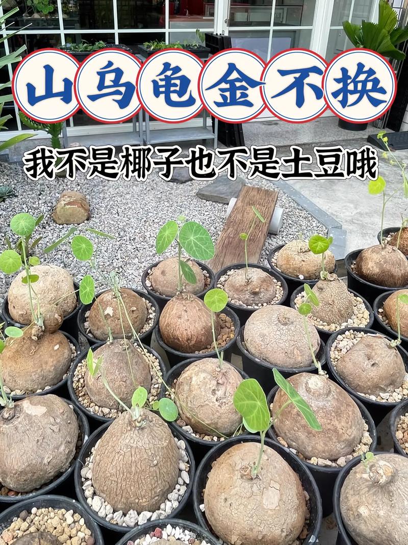 金线吊乌龟如何正确盘绕？-第2张图片-宁夏农业信息网