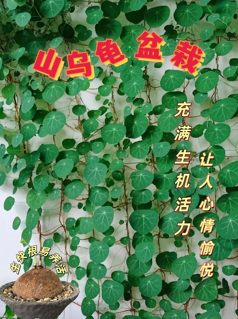 金线吊乌龟如何正确盘绕？-第3张图片-宁夏农业信息网