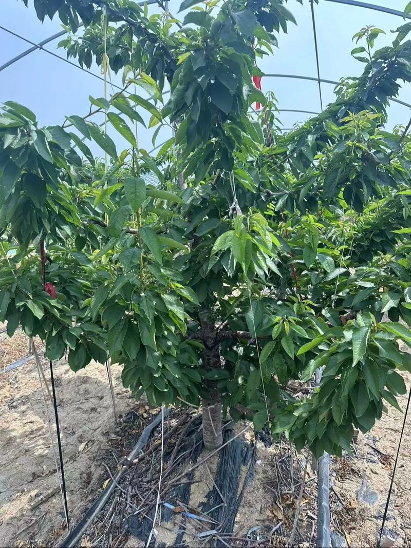 郴州美早樱桃苗品种多，有哪些优质品种？-第1张图片-宁夏农业信息网