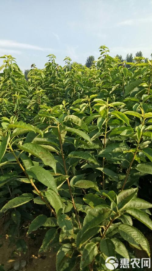 郴州美早樱桃苗品种多，有哪些优质品种？-第3张图片-宁夏农业信息网