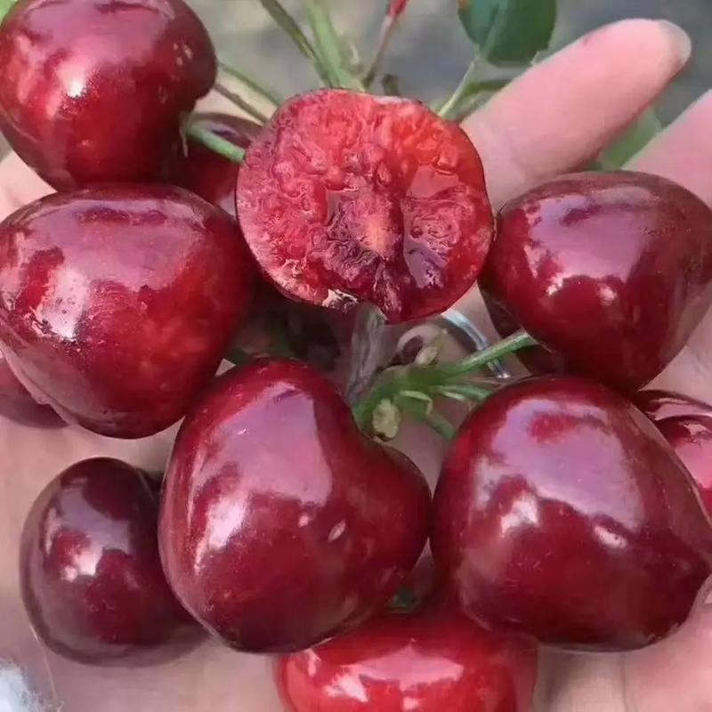 郴州美早樱桃苗品种多，有哪些优质品种？-第2张图片-宁夏农业信息网