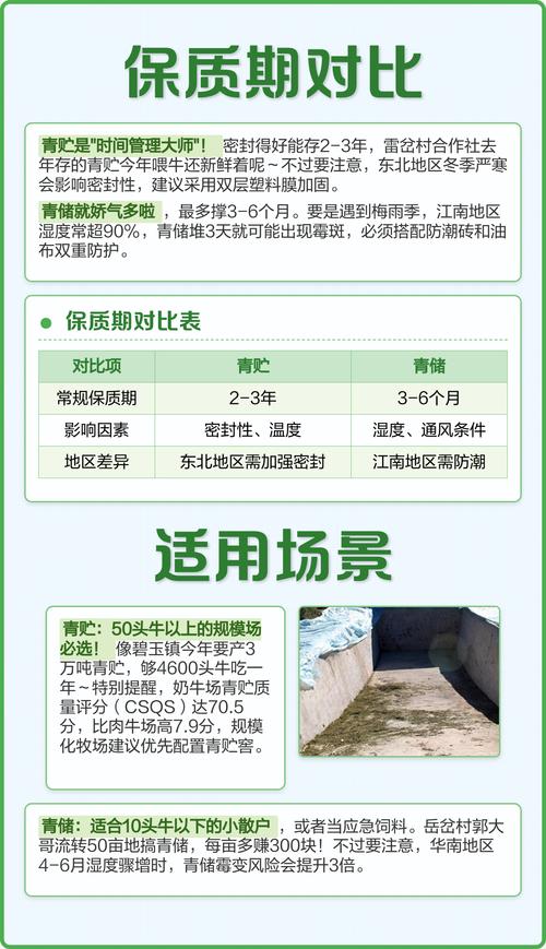 青饲料如何发酵喂牛才好？-第1张图片-宁夏农业信息网