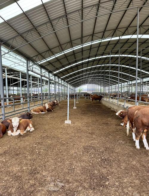 最新肉牛养殖技术有哪些突破？-第2张图片-宁夏农业信息网