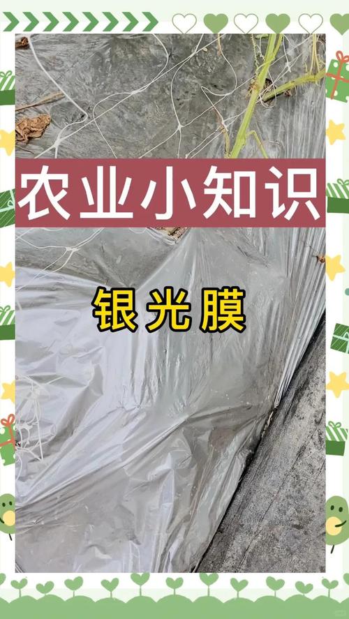 大棚懒汉膜怎么用才高效？-第2张图片-宁夏农业信息网